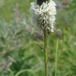 White Prairie Clover - Dalea candida (Petalostemum candidum)