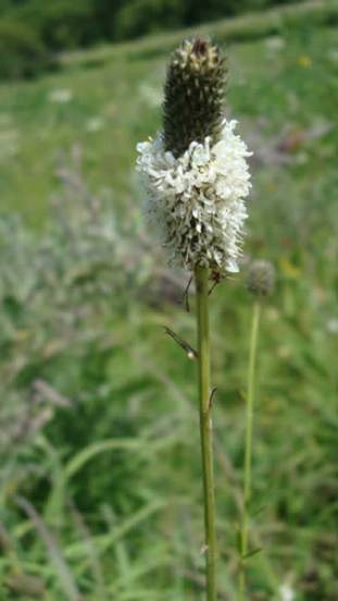 White Prairie Clover - Dalea candida (Petalostemum candidum)