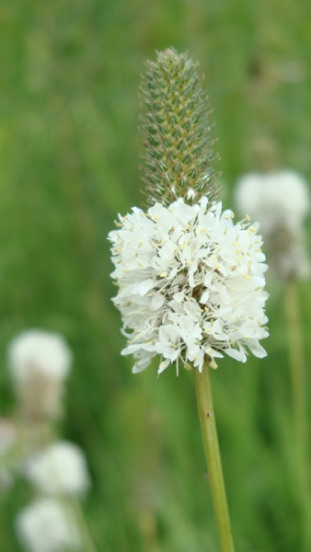 White Prairie Clover - Dalea candida (Petalostemum candidum) 2
