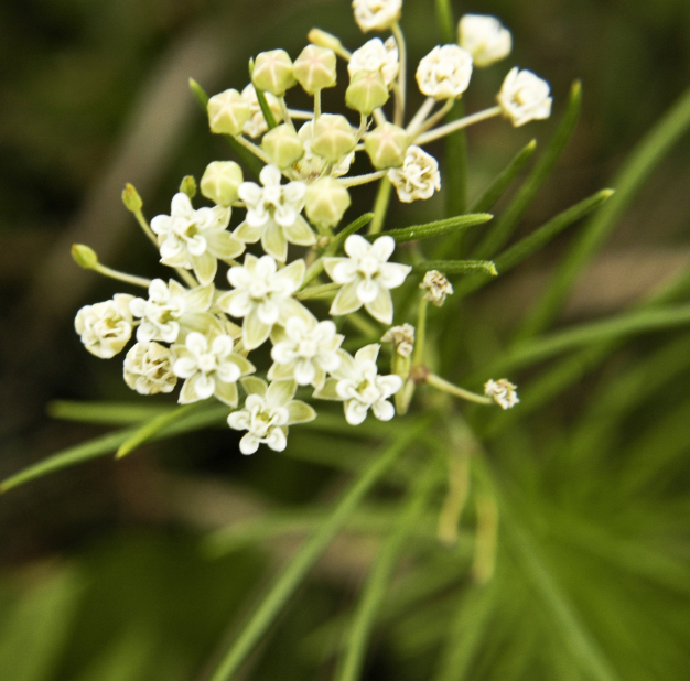 Whorled Milkweed - Asclepias verticillata