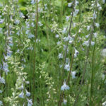 Wild Blue Larkspur, Carolina Larkspur - Delphinium carolinianum