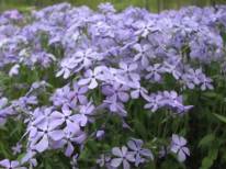 Wild Blue Phlox, Woodland Phlox - Phlox divaricata 3