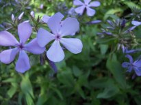 Wild Blue Phlox, Woodland Phlox - Phlox divaricata 2