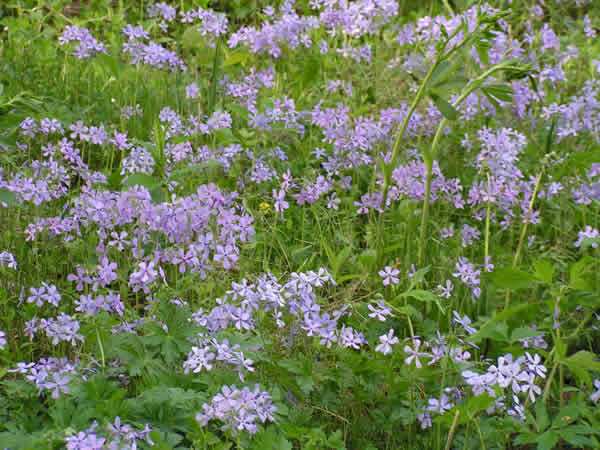 Wild Blue Phlox, Woodland Phlox - Phlox divaricata 4