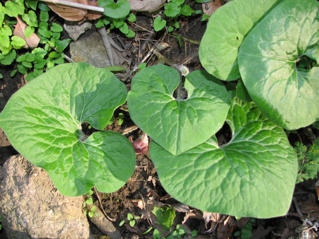 Wild Ginger - Asarum canadense