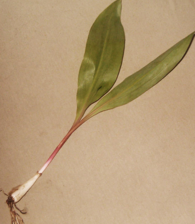 Wild Leek, Ramp - Allium tricoccum