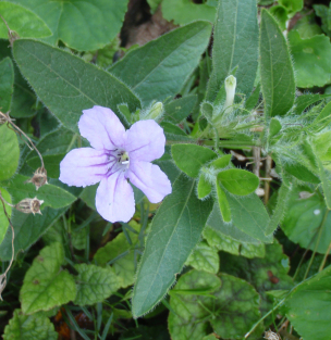 Wild Petunia - Ruellia humilis 2