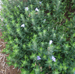 Wild Petunia - Ruellia humilis