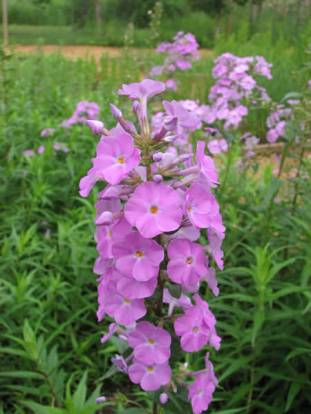 Wild Sweet William, Meadow Phlox - Phlox maculata