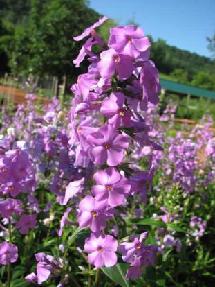 Wild Sweet William, Meadow Phlox - Phlox maculata 2