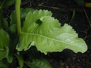 Wild Quinine - Parthenium integrifolium 2