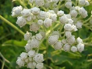 Wild Quinine - Parthenium integrifolium 3