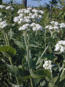 Wild Quinine - Parthenium integrifolium 4