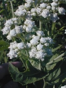 Wild Quinine - Parthenium integrifolium 6