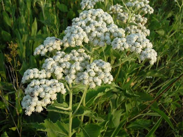 Wild Quinine - Parthenium integrifolium