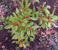 Winterberry - Ilex verticillata 2