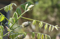 American Wisteria - Wisteria frutescens 4