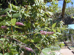 American Wisteria - Wisteria frutescens 3