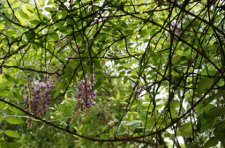 American Wisteria - Wisteria frutescens 2