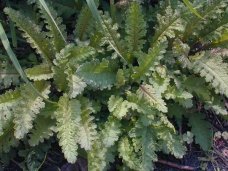 Wood Betony, Canadian Lousewort - Pedicularis canadensis 9