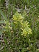 Wood Betony, Canadian Lousewort - Pedicularis canadensis 8