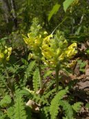 Wood Betony, Canadian Lousewort - Pedicularis canadensis 7