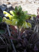 Wood Betony, Canadian Lousewort - Pedicularis canadensis 6