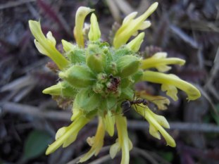 Wood Betony, Canadian Lousewort - Pedicularis canadensis 4