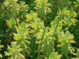 Wood Betony, Canadian Lousewort - Pedicularis canadensis 10