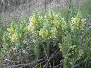 Wood Betony, Canadian Lousewort - Pedicularis canadensis 2