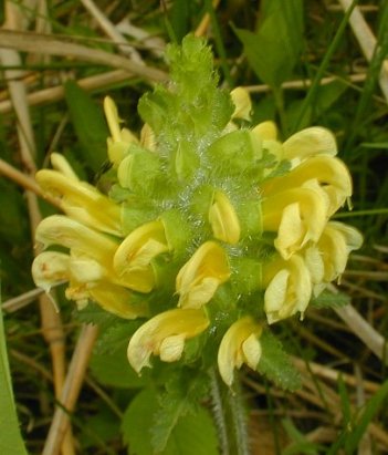 Wood Betony, Canadian Lousewort - Pedicularis canadensis 3