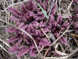 Wood Betony, Canadian Lousewort - Pedicularis canadensis