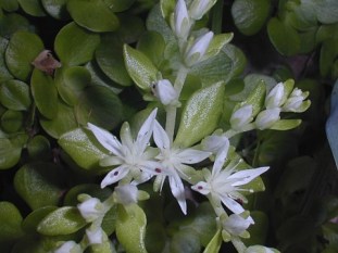 Woodland Stonecrop, Wild Stonecrop - Sedum ternatum