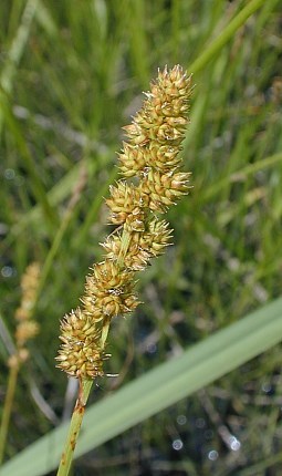 Small Yellow Fox Sedge, Yellowfruit Sedge - Carex brachyglossa