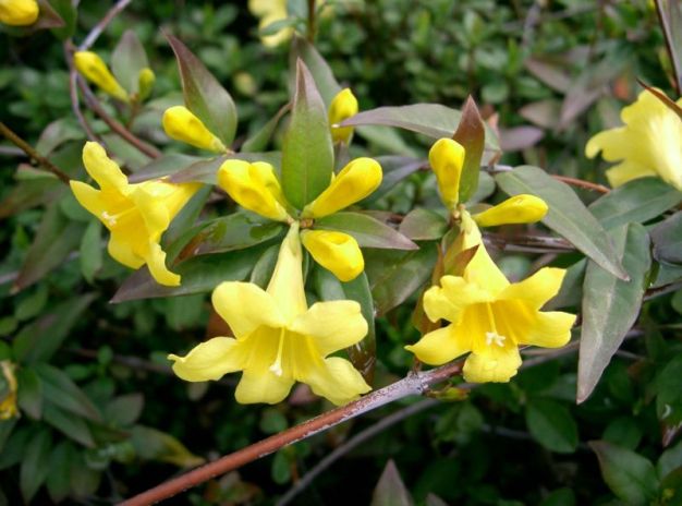 Yellow Jessamine, Carolina Jessamine, Everlasting Trumpetflower, Yellow Jessamine - Gelsemium sempervirens 4