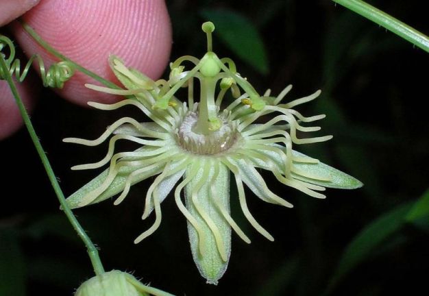 Yellow Passion-flower, Small Passion-flower - Passiflora lutea