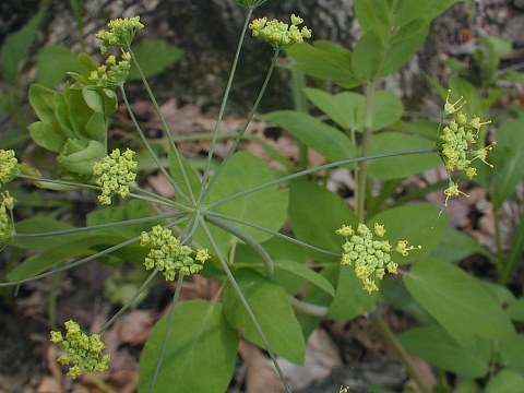 Yellow Pimpernel - Taenidia integerrima (Zizia integerrima)