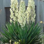 Adamsneedle Yucca - Yucca filamentosa