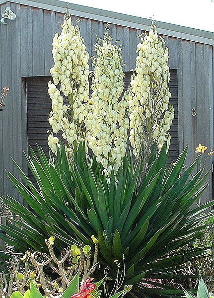 Adamsneedle Yucca - Yucca filamentosa