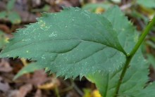 Zig Zag Goldenrod, Broadleaf Goldenrod - Solidago flexicaulis 4