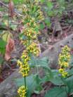 Zig Zag Goldenrod, Broadleaf Goldenrod - Solidago flexicaulis 5