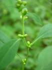 Zig Zag Goldenrod, Broadleaf Goldenrod - Solidago flexicaulis 6