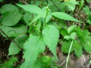 Zig Zag Goldenrod, Broadleaf Goldenrod - Solidago flexicaulis