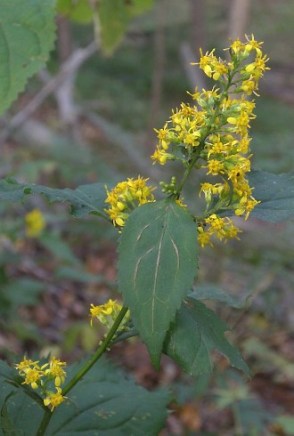 Zig Zag Goldenrod, Broadleaf Goldenrod - Solidago flexicaulis 2