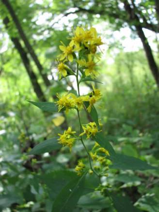 Zig Zag Goldenrod, Broadleaf Goldenrod - Solidago flexicaulis 3